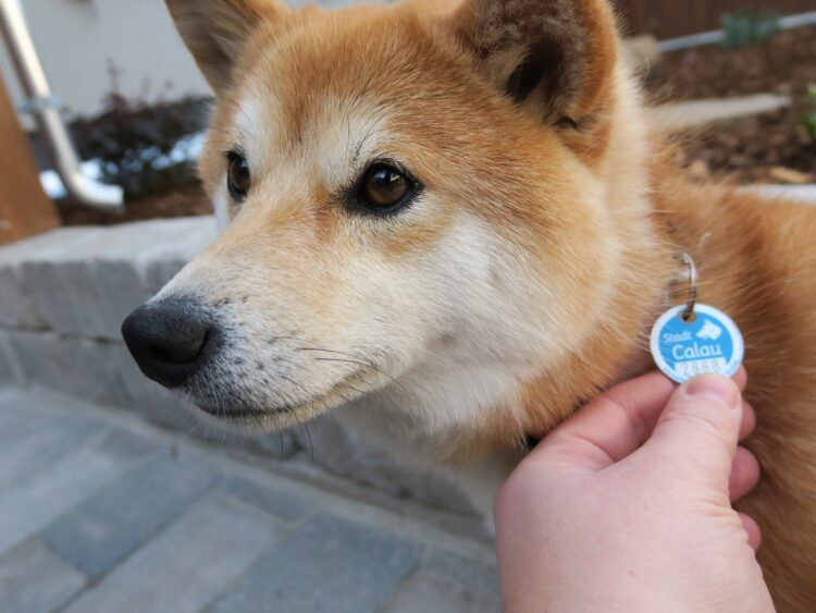 Hündin Ida zeigt wie es geht: Die Shiba Inu-Dame ist korrekt steuerlich angemeldet, was man
an der individuellen Steuermarke der Stadt Calau erkennt. Foto: Stadt Calau / Jan Hornhauer