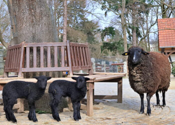 Zoo Görlitz / Greta Drozd 