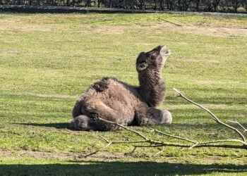 Nachwuchs im Tierpark Cottbus! Zwei kleine Trampeltiere geboren