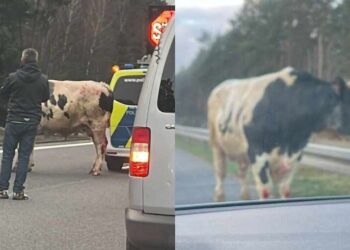 Rinder auf der Fahrbahn: A15 bei Vetschau mehrere Stunden gesperrt