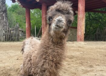 Trampeltier-Nachwuchs im Tierpark Görlitz geboren. Name gesucht!