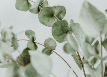 Snus: Ein Trend im Tabakkonsum. Was er für Verbraucher bedeutet