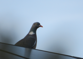 Warum ist ein PV Anlage Taubenschutz wichtig?