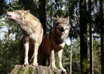 Wolf; Foto: Wikipedia, CC 2.5 Lizenz, Gunnar Ries