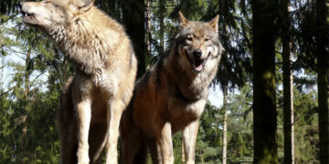 Wolf; Foto: Wikipedia, CC 2.5 Lizenz, Gunnar Ries
