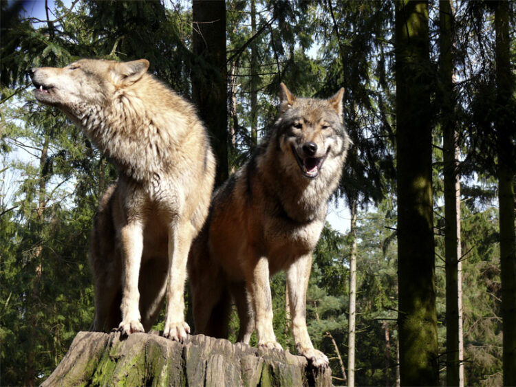 Wolf; Foto: Wikipedia, CC 2.5 Lizenz, Gunnar Ries