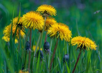 Löwenzahn: Ein vielseitiges Heilkraut