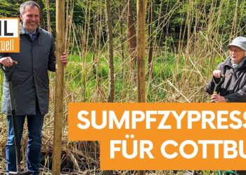 Pflanzaktion: Seltene Sumpfzypresse für den Cottbuser Tertiärwald