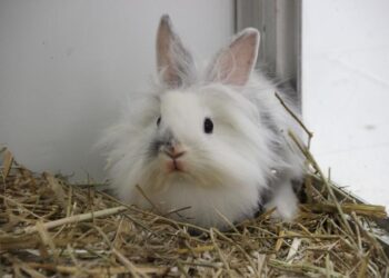 Tierschutzligadorf Neuhausen/Spree