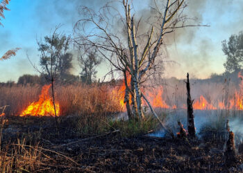 Bild: Blaulichtreport Lausitz