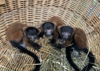 Tierpark Senftenberg freut sich über seltenen Nachwuchs