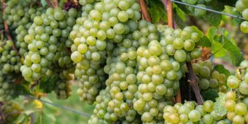 Pixabay.com © jh146 CCO Public Domain In Sachsen und der Pfalz kommen Weinfreunde vor allem im Herbst auf ihre Kosten.