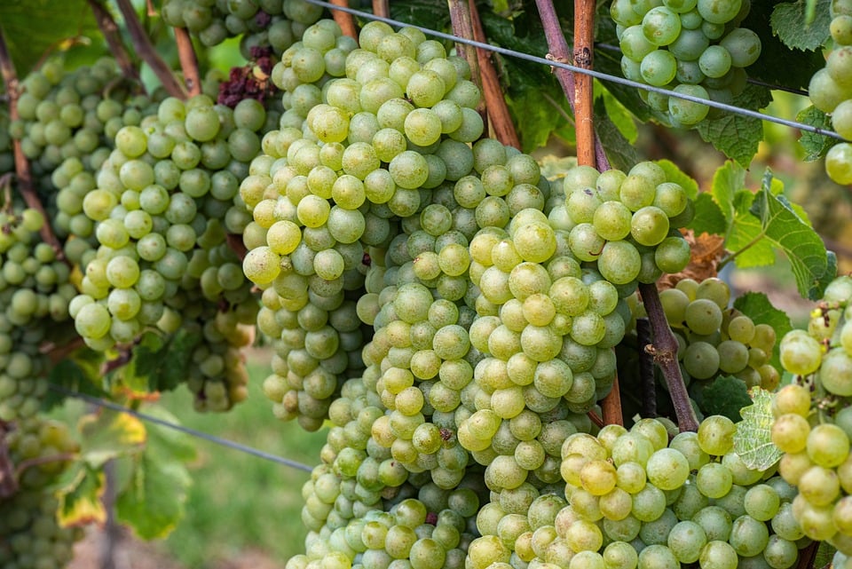 Pixabay.com © jh146 CCO Public DomainIn Sachsen und der Pfalz kommen Weinfreunde vor allem im Herbst auf ihre Kosten.