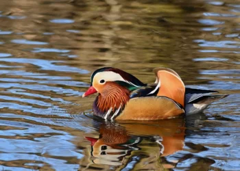 LDS erlässt Allgemeinverfügung. Fütterungsverbot am Schwansee