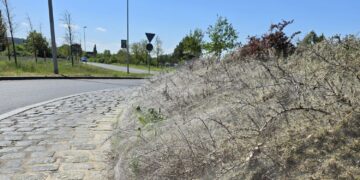 Die Gespinstmotte am Kreisel Pappelallee-Nordring (Bild: Jan Gloßmann / Stadt Cottbus)