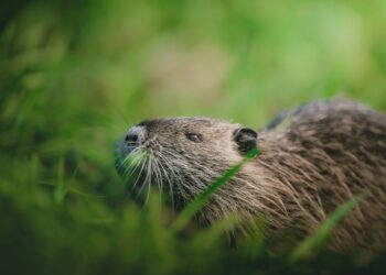 Nagetier löste Unfall am Gräbendorfer See aus. Radfahrer gestürzt