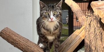 Tierheim Cottbus 