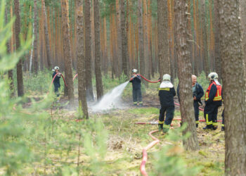 Feuerwehr bei Waldbrand nahe Forst im Einsatz