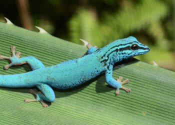 Bedrohte Schönheit: Himmelblaue Geckos im Görlitzer Tierpark zuhause