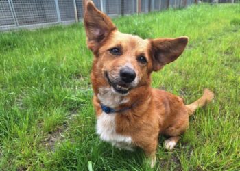 Terra Mater Tierheim 