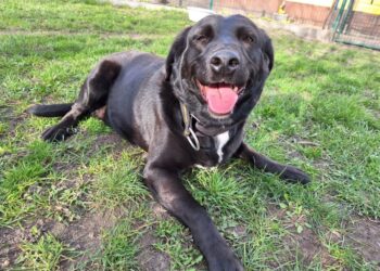 Terra Mater Tierheim Guben