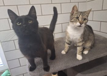 Terra Mater Tierheim Guben