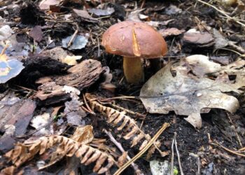 Giftig oder genießbar? Saisonbeginn für Pilzberatung in Spree-Neiße