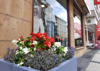 Bunte Pflanzkübel schmücken Cottbuser Innenstadt. Projekt wächst weiter