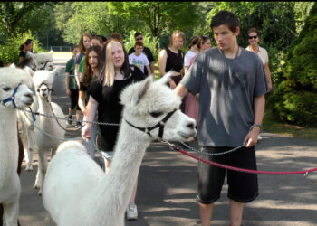 Flauschiges Projekt in Lauchhammer: Schüler machen Alpaka-Führerschein