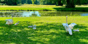 Schwanenfamilie am Schloss Branitz (Juni 2024) © SFPM
