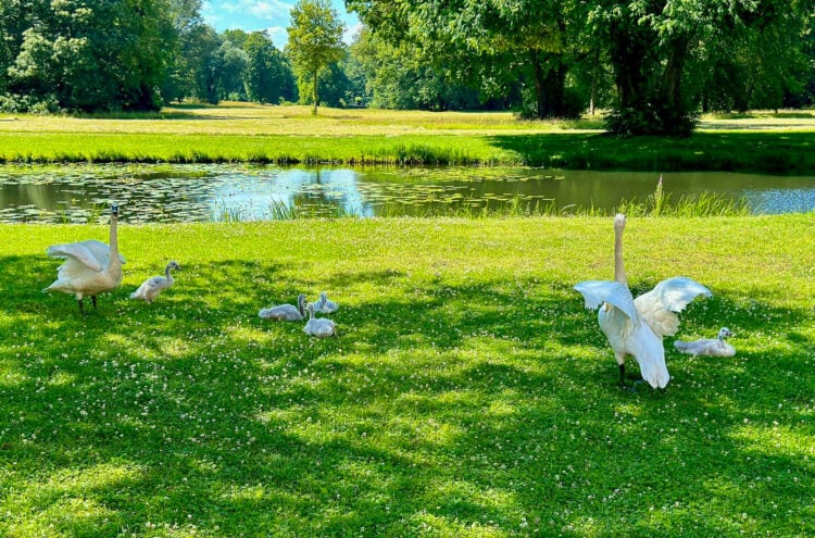 Schwanenfamilie am Schloss Branitz (Juni 2024) © SFPM