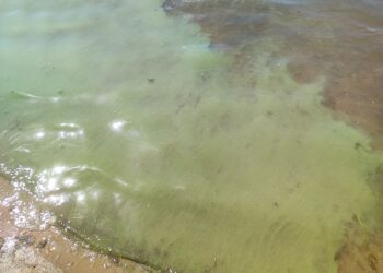 Blaualgen: Kein Badeverbot an der Talsperre Spremberg. Vorsicht geboten