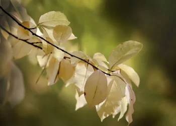 Spremberg startet im Herbst Laubentsorgung für Straßenbäume