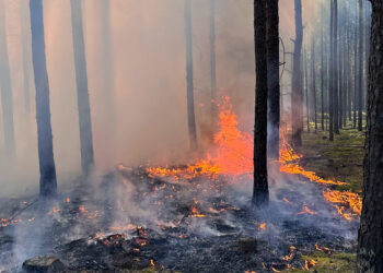 Waldbrand bei Tropical Islands: Feuerwehreinsatz mit 120 Kräften