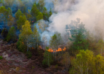 Feuerwehr kämpft gegen Waldbrand bei Jüterbog