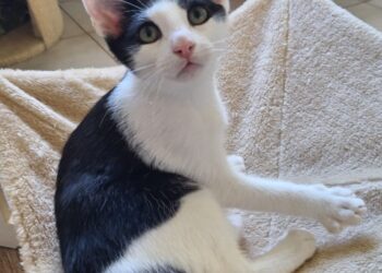 Lausitzer Tiere: Mila, Minnie, Mina und Minou wollen heimisch werden