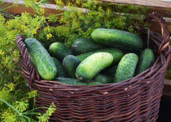 Spreewälder Gurkentag in Golßen; Foto: Spreewaldverein e.V.