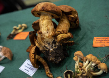 Deutsch-Polnischer Herbstmarkt in Guben verspricht bunte Erlebnisse
