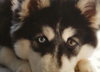 7 Gründe, warum eine Hundeversicherung ein Muss ist