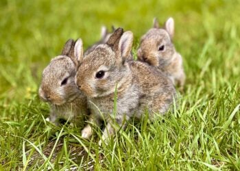 Kleintierzuchtverein Neuendorf feiert 60-jähriges Jubiläum