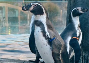 Stadt Lübben übernimmt Patenschaft für Humboldt-Pinguin Greta