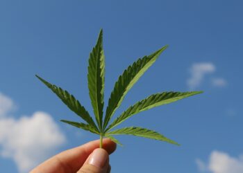 Wo man Cannabis-Samen kaufen kann: Ein umfassender Leitfaden
