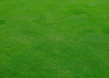 Wie Gartenbesitzer von Rollrasen profitieren können