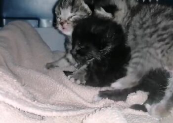 Tierschutzligadorf Neuhausen/Spree 