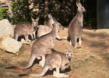 Ruby und Penny: Neue Känguru-Stars im Görlitzer Tierpark
