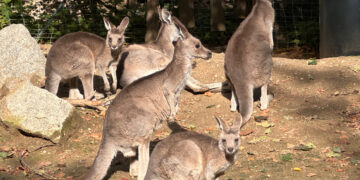 Foto: www.zoo-goerlitz.de, C. Hammer
