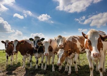Kühe blockierten Landstraße in Elbe-Elster; Symbolbild
