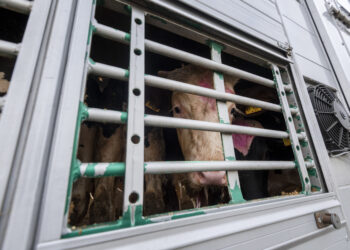 69 Jungrinder tot. Veterinäramt Elbe-Elster & Özdemir in der Kritik