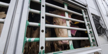 69 schwangere Jungrinder gestorben: © VIER PFOTEN | Bente Stachowske