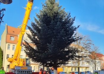 Weihnachtsbäume läuten Festtags-Vorfreude in Spremberg ein